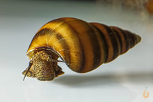Lade das Bild in den Galerie-Viewer, Bienenschnecke / Gestreifte Turmdeckelschnecke | Brotia dautzenbergiana im Nano Aquarium
