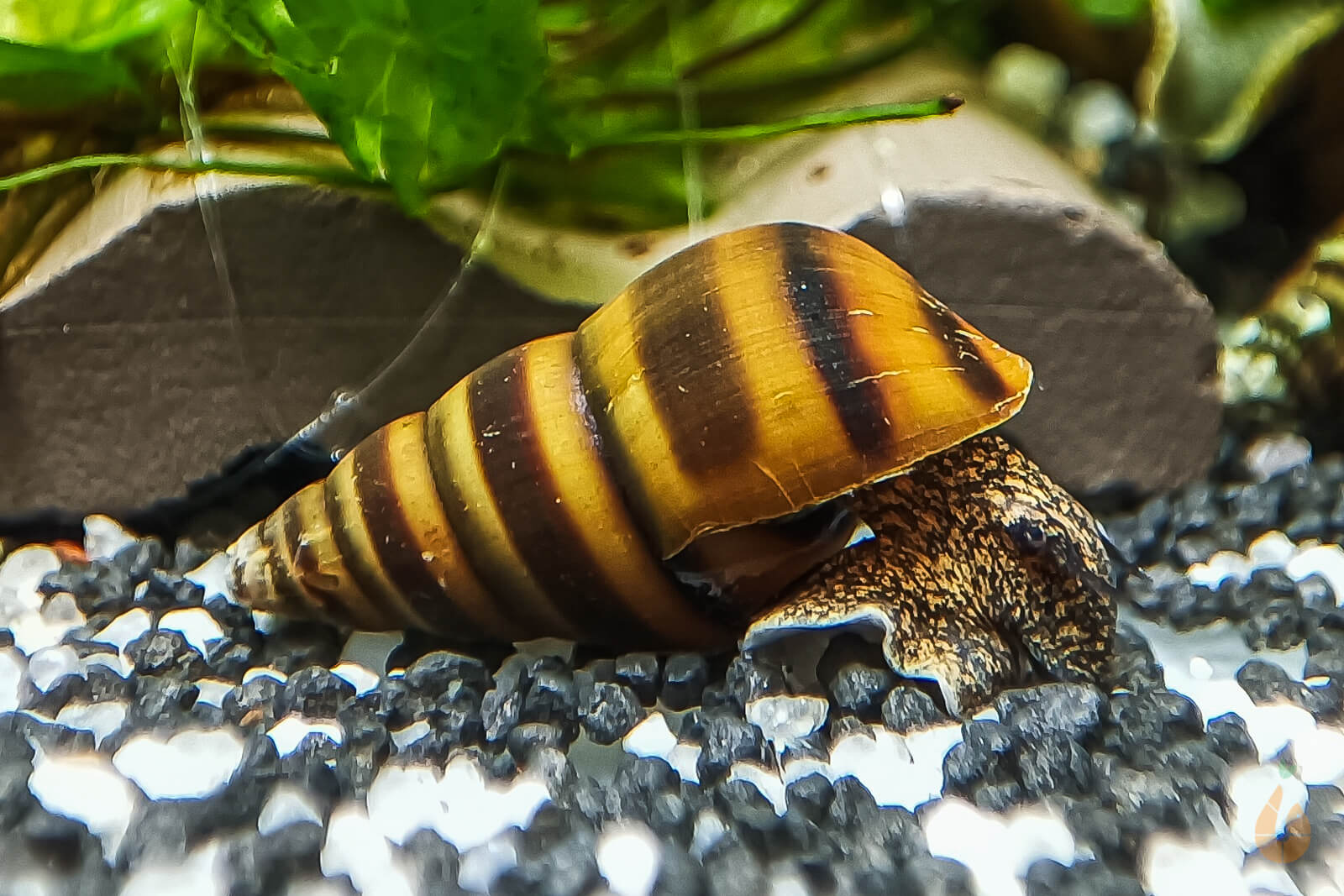 Bienenschnecke / Gestreifte Turmdeckelschnecke | Brotia dautzenbergiana im Aquarium