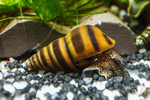 Lade das Bild in den Galerie-Viewer, Bienenschnecke / Gestreifte Turmdeckelschnecke | Brotia dautzenbergiana im Aquarium
