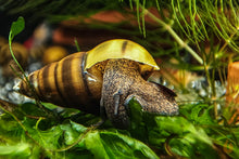 Lade das Bild in den Galerie-Viewer, Bienenschnecke / Gestreifte Turmdeckelschnecke | Brotia dautzenbergiana im Schneckenaquarium
