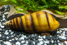 Lade das Bild in den Galerie-Viewer, Bienenschnecke / Gestreifte Turmdeckelschnecke | Brotia dautzenbergiana im Aquascaping Aquarium
