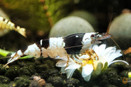 Black Bee Bienengarnele | Caridina logemanni - ASSA Zuchtlinie im Garnelenaquarium