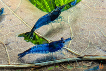 Lade das Bild in den Galerie-Viewer, Blau Schwarze Rili Garnele | Neocaridina davidi "Blue Black Rili" im Garnelenaquarium
