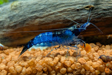 Lade das Bild in den Galerie-Viewer, Blau Schwarze Rili Garnele | Neocaridina davidi "Blue Black Rili" im Aquarium
