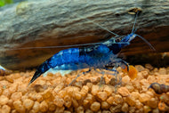 Blau Schwarze Rili Garnele | Neocaridina davidi 