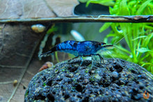 Lade das Bild in den Galerie-Viewer, Blau Schwarze Rili Garnele | Neocaridina davidi "Blue Black Rili" im Garnelenbecken
