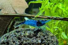 Lade das Bild in den Galerie-Viewer, Blau Schwarze Rili Garnele | Neocaridina davidi "Blue Black Rili" im Aquascaping Aquarium
