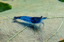 Lade das Bild in den Galerie-Viewer, Blau Schwarze Rili Garnele | Neocaridina davidi "Blue Black Rili" im Nanobecken

