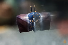 Lade das Bild in den Galerie-Viewer, Blaubeer Schnecke / Blue Berry Snail | Notopala sp. - Rarität Nachwuchs / Baby im Aquarium 
