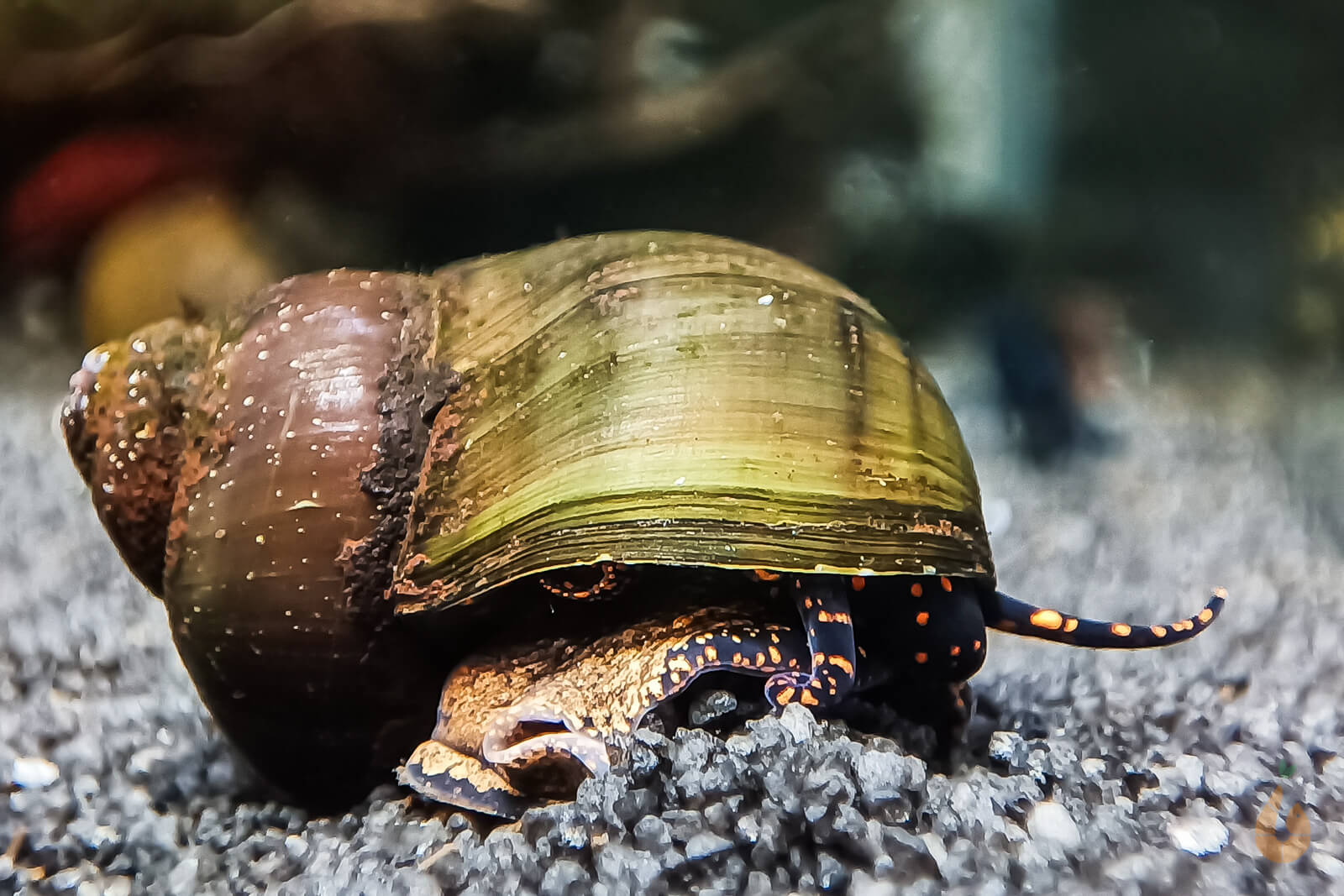 Blaubeer Schnecke / Blue Berry Snail | Notopala sp. - Rarität im Aquarium