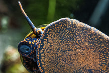 Lade das Bild in den Galerie-Viewer, Blaubeer Schnecke / Blue Berry Snail | Notopala sp. - Rarität Nachzucht / Zucht im Aquarium im Garnelen Aquarium
