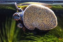 Lade das Bild in den Galerie-Viewer, Blaubeer Schnecke / Blue Berry Snail | Notopala sp. - Rarität an der Aquariumscheibe
