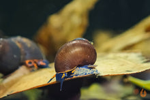 Lade das Bild in den Galerie-Viewer, Blaubeer Schnecke / Papua Blue Berry Snail | Notopala sp. Orange Ring im Biotop Aquarium
