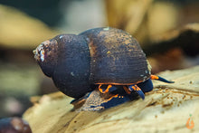 Lade das Bild in den Galerie-Viewer, Blaubeer Schnecke / Papua Blue Berry Snail | Notopala sp. Orange Ring im Garnelenaquarium
