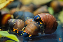 Lade das Bild in den Galerie-Viewer, Blaubeer Schnecke / Papua Blue Berry Snail | Notopala sp. Orange Ring im Schneckenaquarium
