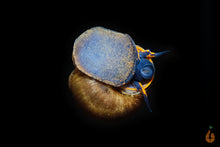 Lade das Bild in den Galerie-Viewer, Blaubeer Schnecke / Papua Blue Berry Snail | Notopala sp. Orange Ring im Garnelenbecken
