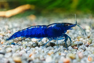 Blaue Diamond Garnele Neocaridina davidi Blue Diamond im Aquarium