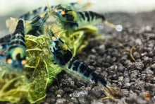 Lade das Bild in den Galerie-Viewer, Blaue Drachenblut OE Garnele | Dragonblood Orange Eye | Caridina sp. - Rarität im Nano Aquarium
