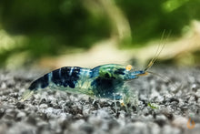 Lade das Bild in den Galerie-Viewer, Blaue Drachenblut OE Garnele | Dragonblood Orange Eye | Caridina sp. - Rarität im Aquarium
