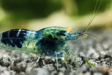 Lade das Bild in den Galerie-Viewer, Blaue Drachenblut OE Garnele | Dragonblood Orange Eye | Caridina sp. - Rarität im Garnelenaquarium
