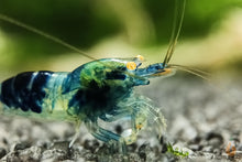 Lade das Bild in den Galerie-Viewer, Blaue Drachenblut OE Garnele | Dragonblood Orange Eye | Caridina sp. - Rarität im Nanoaquarium
