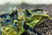 Lade das Bild in den Galerie-Viewer, Blaue Drachenblut OE Garnele | Dragonblood Orange Eye | Caridina sp. - Rarität im Garnelen Aquarium
