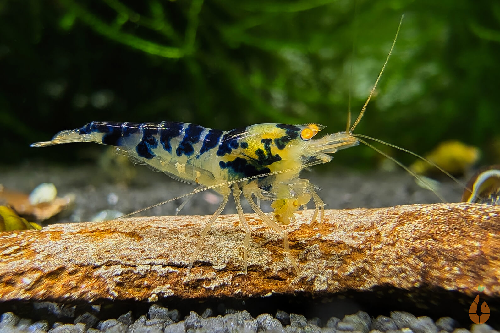 Blaue Drachenblut OE Garnele | Dragonblood Orange Eye | Caridina sp. im Aquarium