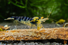 Lade das Bild in den Galerie-Viewer, Blaue Drachenblut OE Garnele | Dragonblood Orange Eye | Caridina sp. im Aquarium
