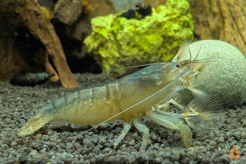 Blaue Monsterfächergarnele  Gabun Fächergarnele  Atya gabonensis im Aquarium