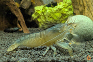 Blaue Monsterfächergarnele  Gabun Fächergarnele  Atya gabonensis im Aquarium