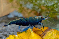 Blaue Saphire Garnele | Neocaridina davidi 