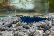 Lade das Bild in den Galerie-Viewer, Blaue Saphire Garnele | Neocaridina davidi &quot;Blue Sapphire&quot; im Schnecken Aquarium
