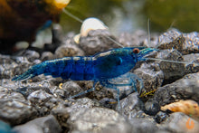 Lade das Bild in den Galerie-Viewer, Blaue Saphire Garnele | Neocaridina davidi &quot;Blue Sapphire&quot; im Nanoaquarium
