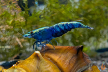 Lade das Bild in den Galerie-Viewer, Blaue Saphire Garnele | Neocaridina davidi &quot;Blue Sapphire&quot; im Aquarium auf einer Schnecke
