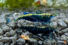 Lade das Bild in den Galerie-Viewer, Blaue Saphire Garnele | Neocaridina davidi &quot;Blue Sapphire&quot; im Garnelenaquarium

