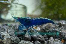 Lade das Bild in den Galerie-Viewer, Blaue Saphire Garnele | Neocaridina davidi &quot;Blue Sapphire&quot; im Nano Aquarium
