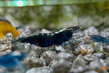 Lade das Bild in den Galerie-Viewer, Blaue Saphire Garnele | Neocaridina davidi &quot;Blue Sapphire&quot; im Aquascape Aquarium
