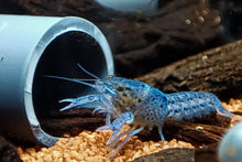 Lade das Bild in den Galerie-Viewer, Blauer Floridakrebs | Aquariumkrebs | Procambarus alleni im Nachzucht Aquarium
