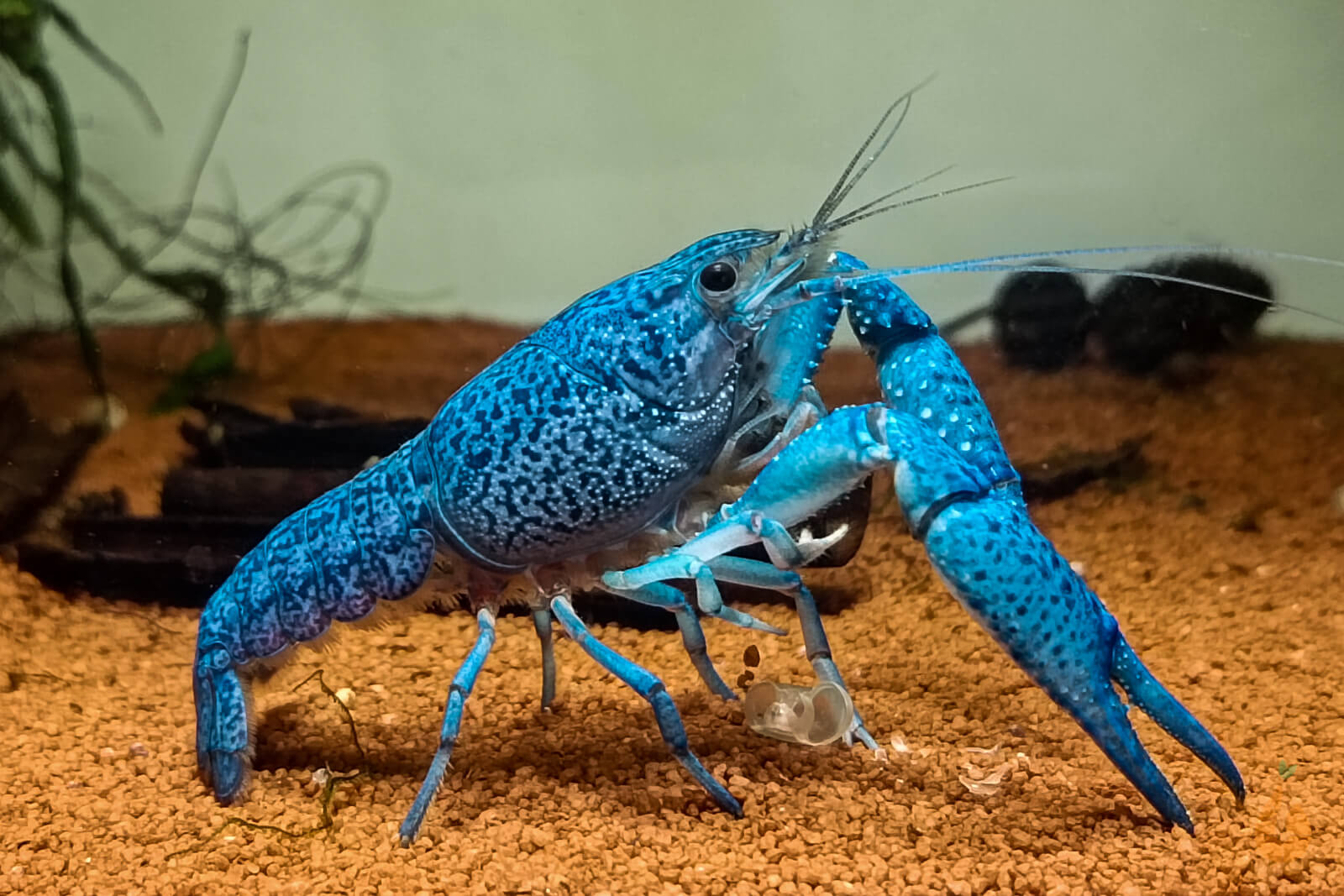 Blauer Floridakrebs | Aquariumkrebs | Procambarus alleni im Aquarium
