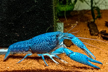 Lade das Bild in den Galerie-Viewer, Blauer Floridakrebs | Aquariumkrebs | Procambarus alleni ausgewachsen im Aquarium
