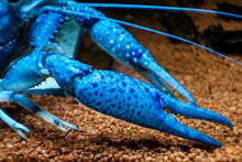 Lade das Bild in den Galerie-Viewer, Blauer Floridakrebs | Aquariumkrebs | Procambarus alleni Nahaufnahme im Aquarium
