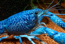 Lade das Bild in den Galerie-Viewer, Blauer Floridakrebs | Aquariumkrebs | Procambarus alleni Erwachsen im Aquarium
