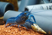 Lade das Bild in den Galerie-Viewer, Blauer Floridakrebs | Aquariumkrebs | Procambarus alleni im Krebsaquarium
