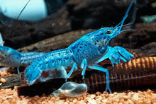Lade das Bild in den Galerie-Viewer, Blauer Floridakrebs | Aquariumkrebs | Procambarus alleni im Garnelenaquarium
