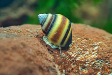 Lade das Bild in den Galerie-Viewer, Blue Jelly Schnecke / Aquariumschnecke | Taia sp. "Blue Jelly" im Nanoaquarium
