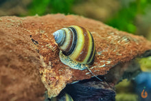 Lade das Bild in den Galerie-Viewer, Blue Jelly Schnecke / Aquariumschnecke | Taia sp. "Blue Jelly" im Nano Aquarium

