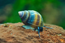 Lade das Bild in den Galerie-Viewer, Blue Jelly Schnecke / Aquariumschnecke | Taia sp. "Blue Jelly" im Aquarium
