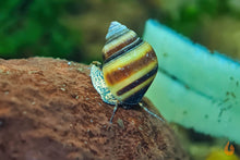 Lade das Bild in den Galerie-Viewer, Blue Jelly Schnecke / Aquariumschnecke | Taia sp. "Blue Jelly" im Garnelenaquarium
