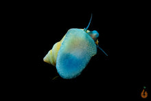 Lade das Bild in den Galerie-Viewer, Blue Jelly Schnecke / Aquariumschnecke | Taia sp. "Blue Jelly" mit blauem Fuß an der Aquariumscheibe
