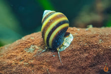 Lade das Bild in den Galerie-Viewer, Blue Jelly Schnecke / Aquariumschnecke | Taia sp. "Blue Jelly" im Garnelenbecken
